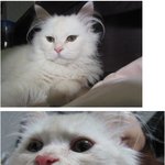 [사진有]　★★★<b>청주</b> 봉명동에서 페르시안 친칠라 남자냥이 찾아요★★★