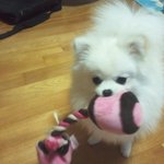 어느집 강<b>쥐</b>...