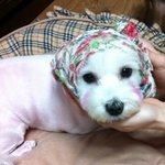 혼자있는 시간이 많은 강아지, <b>배변</b>훈련이 되지 않는 강아지. 조언좀...