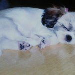 발레하는 시츄 <b>쭈쭈</b>♥