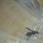 ★★★이 벌레의 정체는...?사진有★★★