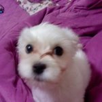 우리집 강아지 애기가 <b>면역</b>매개성 혈소판 감소증이란 병으로 천국으로...