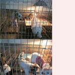 [사진有] 필독!!! ★★★<b>청주</b> 유기견보호소에 대해서★★★