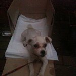 인천 <b>남동구</b> 도림동에서 강아지 잃어버리신분! 강아지를 데리고 있어요...