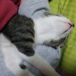 ★☞!사진<b>대량</b>有! 도둑고양이 아니거든여ㅡㅡ★