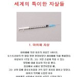 [펌] 세계의 특이한 <b>자살</b>들