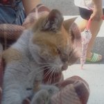 ★★★★★★★★니들은 고양이는 <b>생명</b>도아니냐?(수정본.고양이결과)★★★★★★★★