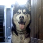 <b>멍멍이</b>를찾습니다.