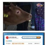 ★★ 흔한 디시의 신상<b>털기</b> ★★