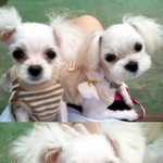 *꼭읽어주세요*내강아지가지고 <b>나른</b> 택시기사샛기 ㅡ ㅡ