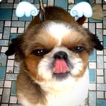 나의 애견 스토리.(우리 깨방정2호에게 힘을!!)