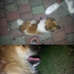 오늘 새벽 포항시 죽도동 죽어가는 강아지 사건을 고발합니다!!(사진있음)