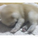 강아지가 하늘에서 떨어졌어요