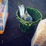 사진有) <b>산책</b>하다 햄스터 두마리를 주웠습니다.....