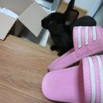 친구가 중대 <b>정문</b> 앞 골목의 차 밑에서 까만토끼를 주쉈대요..