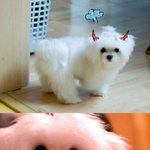 우리집 몽몽이 땡이와따또 를 소개합니다.♥