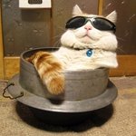 ㅎㅇ 나왔어요 쀼우~