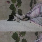 ★★★★★찰리채플린 닮고 턱시도 입은 아기고양이 데려가세요~