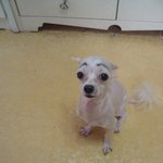 ♥<b>사진</b>有) ) <b>털</b>하나깍았을뿐인데..