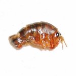 비빔밥 먹다가 마물을 발견