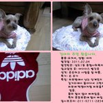 <b>요크셔</b>(여자아이)주인 찾아요- 서울임보중