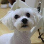 사진有) 내 방에서 동거하는 짐승 4마리들의 이야기 : )