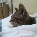 (사진有)급!! 고양이 <b>입양</b>해주실 분 찾습니다.