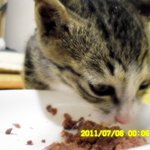 아기고양이를 임시보호중인데... 주인<b>or</b> 임보처 찾아요!