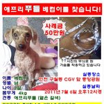 구월동 <b>cgv</b>앞 중앙공원에서 갈색 애프리푸들 남아를 잃어버렸습니다...
