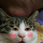 ★☆★☆★(사진有) 내가 거둬들인 길짐승 이야기 ★☆★☆★