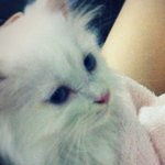 <b>울</b><b>집</b>애기