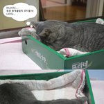 <b>평창</b> 동계올림픽위해 기도하는 고양이