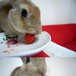 <b>자연산</b> 립스틱...