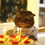 <b>낭만</b>고양이.