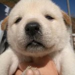 강아지 콧물흘리는것좀 보세요 귀여<b>워라</b>
