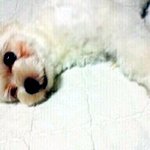 ★☆내 그림자가된 우리집 강아지 이야기☆★