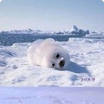 * (펌) 곰탱이 ^^ *