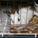 ★☆★☆토끼와 강아지와 사람의 동거★☆★☆