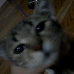 <b>울</b><b>집</b>고양이