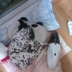 우리집 기욤둥이 달마시안 <b>쵸</b>코 한번 보실래요?