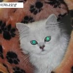 귀여운 고양이 짤방 시리즈 모음.<b>jpg</b>
