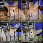 토끼<b>분양</b>합니다 ~ ㅜㅜ 사진有