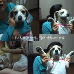 <b>칠</b>남매 중 막내 고모가 키우는 특별한 개 코코의 이야기!(글보다...