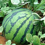 (19) 이게 <b>수박</b>이야 가슴이얔ㅋㅋㅋㅋㅋ