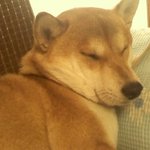 ★☆우리집 정남이를 소개합니다.(사진有) ☆★