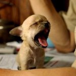 사랑스러운 <b>동물</b>들 사진 모음!!!!!!!