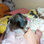 사진있어요))하반신마비된길냥이를도와주세요