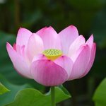 연꽃과 함께 하는 7월