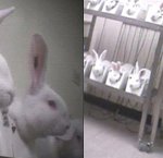 국내 화장품 산업에서의 동물 실험은 과연 필요한가?