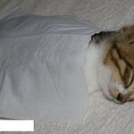 짤방중에있는 귀여운 고양이사진 퍼온거 <b>투척</b> *ㅠ_ㅠ*
